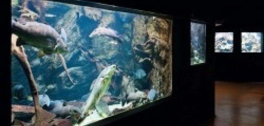 Tropical aquarium just a short walk from Sport Hotel