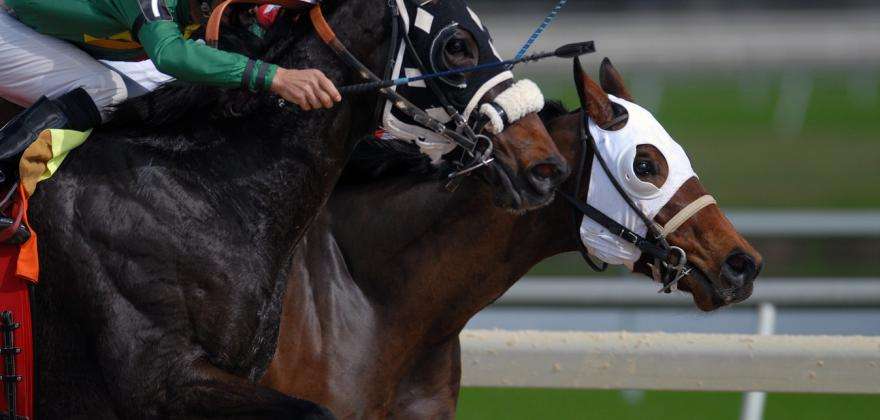 Découvrez l'univers de l'Hippodrome de Paris Vincennes