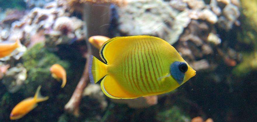Découvrez l’aquarium et le zoo en famille