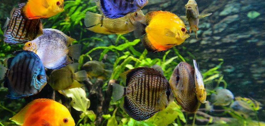 The Porte Dorée tropical aquarium and the Vincennes Zoo